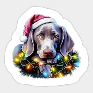 Lazy Weimaraner Dog at Christmas Sticker